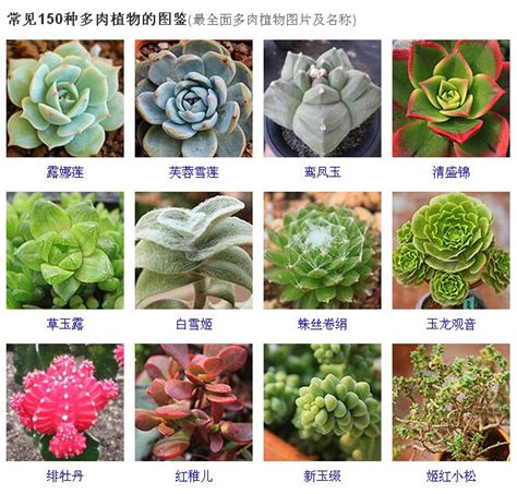 植物名稱大全|植物名字大全集 100种